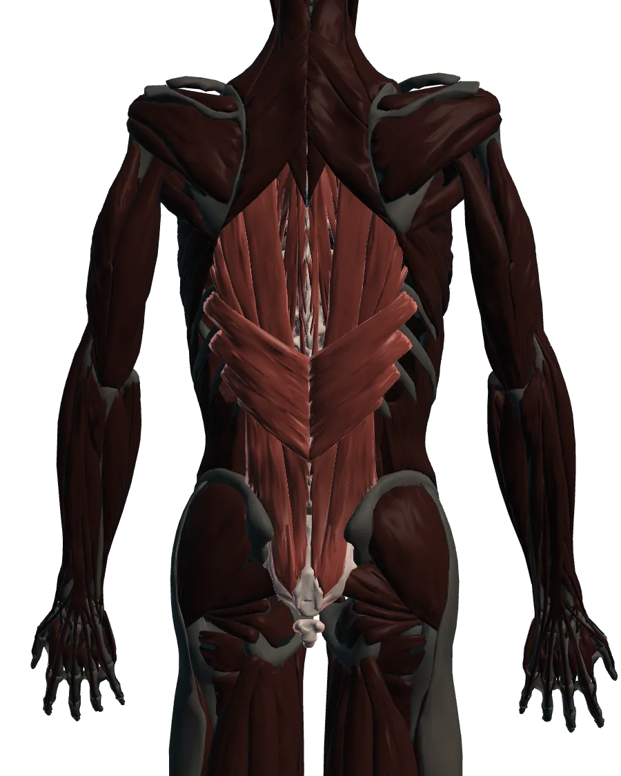 Anatomical model: back & spine, viewed from behind